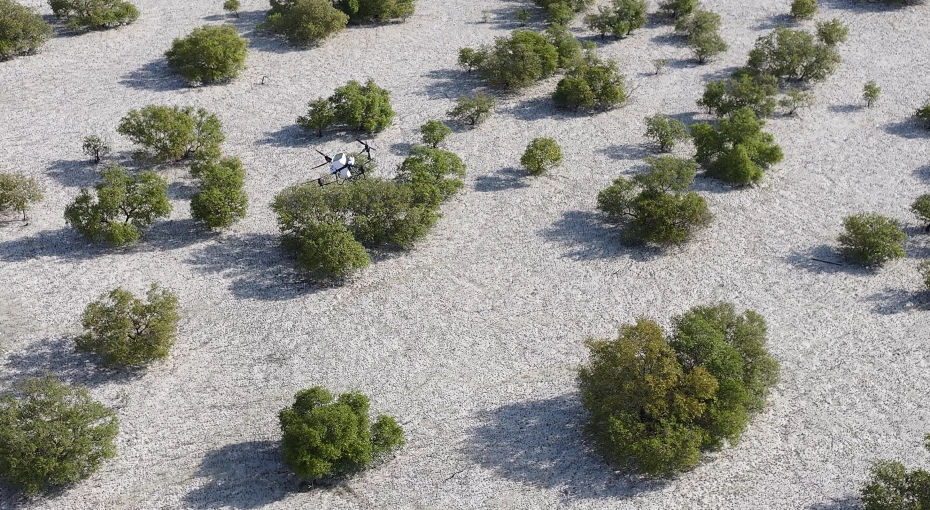 Nabat, New Abu Dhabi Climate Tech Venture, to use AI and Robotics to Restore Mangroves and Boost Climate Resilience